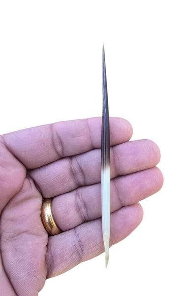 Seh Takla Kanta Sahi Kanda Porcupine Ritual Wicca Pagan Black Magic Hindu Amulet Evil Eye Protection