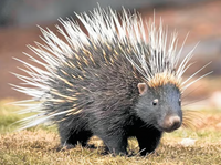 Seh Takla Kanta Sahi Kanda Porcupine Ritual Wicca Pagan Black Magic Hindu Amulet Evil Eye Protection