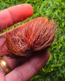 Giddar Singhi Jackal Horn Siyar ritual Wicca Pagan Magic black amulet evil eye S