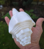 Sacred Big Shankh Holy Divine Sound Sikh Sankh Conch Shell Vamavarti Hindu Pooja SSS