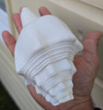 Sacred Big Shankh Holy Divine Sound Sikh Sankh Conch Shell Vamavarti Hindu Pooja SSS
