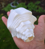 Sacred Big Shankh Holy Divine Sound Sikh Sankh Conch Shell Vamavarti Hindu Pooja SSS