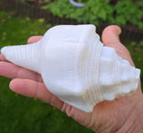 Sacred Big Shankh Holy Divine Sound Sikh Sankh Conch Shell Vamavarti Hindu Pooja SSS