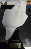 Sacred Big Shankh Holy Divine Sound Sikh Sankh Conch Shell Vamavarti Hindu Pooja SSS