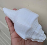 Sacred Big Shankh Holy Divine Sound Sikh Sankh Conch Shell Vamavarti Hindu Pooja SSS