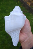 Sacred Big Shankh Holy Divine Sound Sikh Sankh Conch Shell Vamavarti Hindu Pooja SSS
