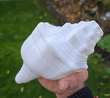 Sacred Big Shankh Holy Divine Sound Sikh Sankh Conch Shell Vamavarti Hindu Pooja SSS
