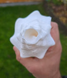 Sacred Big Shankh Holy Divine Sound Sikh Sankh Conch Shell Vamavarti Hindu Pooja SSS