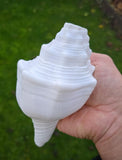 Sacred Big Shankh Holy Divine Sound Sikh Sankh Conch Shell Vamavarti Hindu Pooja SSS