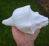 Sacred Big Shankh Holy Divine Sound Sikh Sankh Conch Shell Vamavarti Hindu Pooja SSS