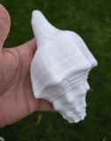 Sacred Big Shankh Holy Divine Sound Sikh Sankh Conch Shell Vamavarti Hindu Pooja SSS