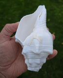 Sacred Big Shankh Holy Divine Sound Sikh Sankh Conch Shell Vamavarti Hindu Pooja SSS