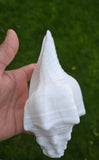 Sacred Big Shankh Holy Divine Sound Sikh Sankh Conch Shell Vamavarti Hindu Pooja SSS