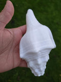 Sacred Big Shankh Holy Divine Sound Sikh Sankh Conch Shell Vamavarti Hindu Pooja SSS