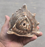 Vintage Temple Shankh Conch Shell Rare Kodi Style Puja Sikh Hindu Collectible ST