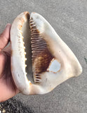 Vintage Temple Shankh Conch Shell Rare Kodi Style Puja Sikh Hindu Collectible ST