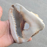 Vintage Temple Shankh Conch Shell Rare Kodi Style Puja Sikh Hindu Collectible ST