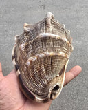 Vintage Temple Shankh Conch Shell Rare Kodi Style Puja Sikh Hindu Collectible ST