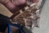 Vintage Temple Shankh Conch Shell Rare Kodi Style Puja Sikh Hindu Collectible ST