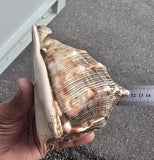 Vintage Temple Shankh Conch Shell Rare Kodi Style Puja Sikh Hindu Collectible ST