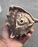 Vintage Temple Shankh Conch Shell Rare Kodi Style Puja Sikh Hindu Collectible ST