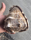 Vintage Temple Shankh Conch Shell Rare Kodi Style Puja Sikh Hindu Collectible ST