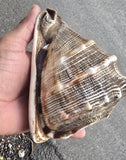 Vintage Temple Shankh Conch Shell Rare Kodi Style Puja Sikh Hindu Collectible ST