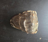 Vintage Temple Shankh Conch Shell Rare Kodi Style Puja Sikh Hindu Collectible ST