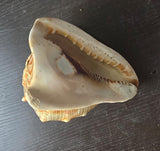 Vintage Temple Shankh Conch Shell Rare Kodi Style Puja Sikh Hindu Collectible ST