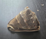 Vintage Temple Shankh Conch Shell Rare Kodi Style Puja Sikh Hindu Collectible ST