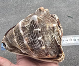 Vintage Temple Shankh Conch Shell Rare Kodi Style Puja Sikh Hindu Collectible ST