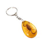 Insect Specimen Amber Keychain Resin Scorpion Crab Car Key Bag Keychain Hanging Ornament Natural Insect Pendants Gift 2025