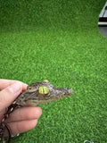 Crocodile Head Specimen Keychain Simple Car Keychain Accessories Birthday Gift Pendant