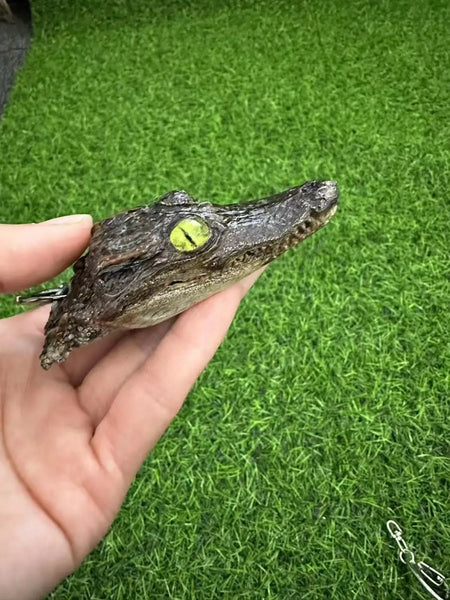 Crocodile Head Specimen Keychain Simple Car Keychain Accessories Birthday Gift Pendant
